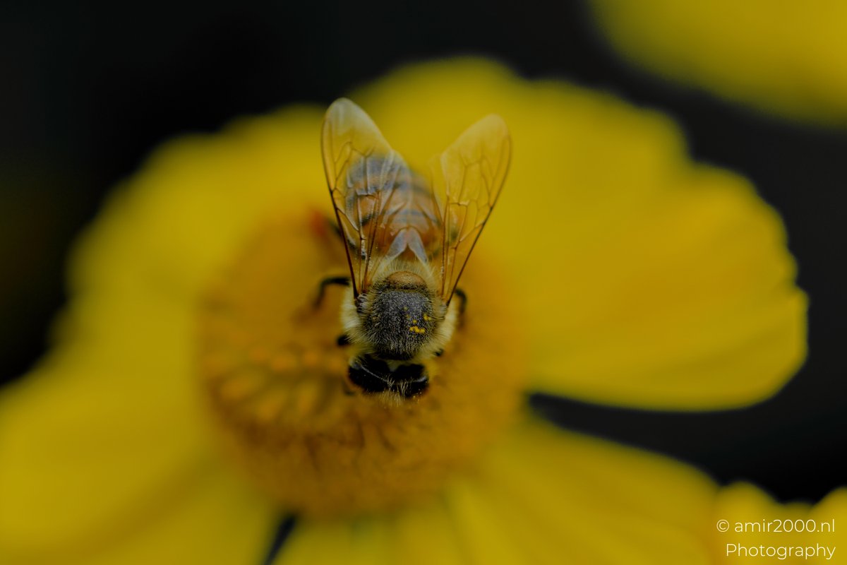 amir2000's tweet photo. #HoneyBee kneads nectar on Helenium, orange pollen baskets glowing like lanterns #MacroPhotography #NaturePhotography
#Helenium #Sneezeweed #BeePhotography #InsectPhotography #FlowerPhotography #Bokeh #Pollinators #Yellow #Netherlands #CanonR5MarkII #AMIR2000NLPhotography https://t.co/rxEXLKV4nQ