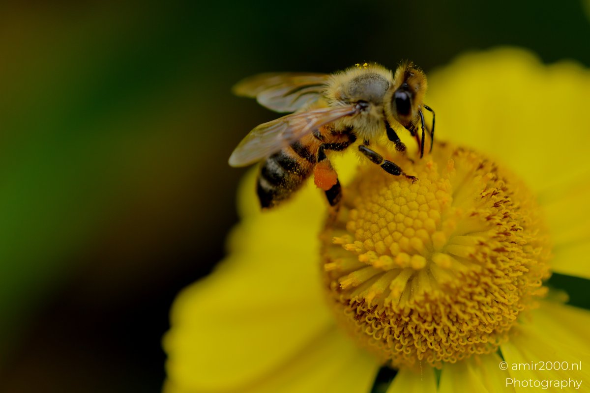 amir2000's tweet photo. #HoneyBee kneads nectar on Helenium, orange pollen baskets glowing like lanterns #MacroPhotography #NaturePhotography
#Helenium #Sneezeweed #BeePhotography #InsectPhotography #FlowerPhotography #Bokeh #Pollinators #Yellow #Netherlands #CanonR5MarkII #AMIR2000NLPhotography https://t.co/rxEXLKV4nQ