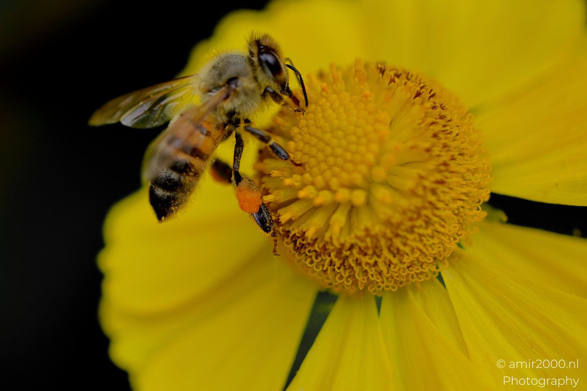 amir2000's tweet photo. #HoneyBee kneads nectar on Helenium, orange pollen baskets glowing like lanterns #MacroPhotography #NaturePhotography
#Helenium #Sneezeweed #BeePhotography #InsectPhotography #FlowerPhotography #Bokeh #Pollinators #Yellow #Netherlands #CanonR5MarkII #AMIR2000NLPhotography https://t.co/rxEXLKV4nQ