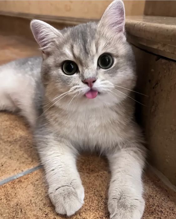 small kittens are cute tweet media