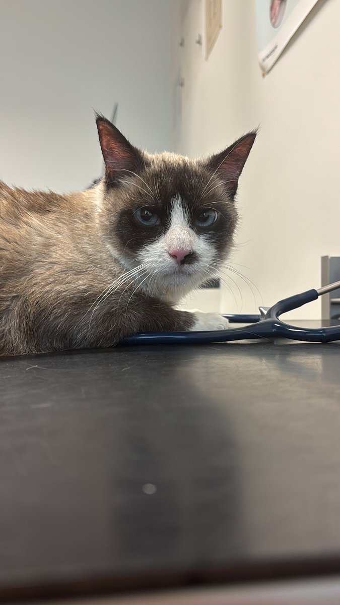 RobinVanVaek's tweet photo. Dierenarts neemt de kat mee voor onderzoek.
Wanneer de deur terug opengaat kondigt Bandit zeer luid aan dat ze terug is 🤣 
“Mom why did you do that to me” https://t.co/whHtGoIIxD