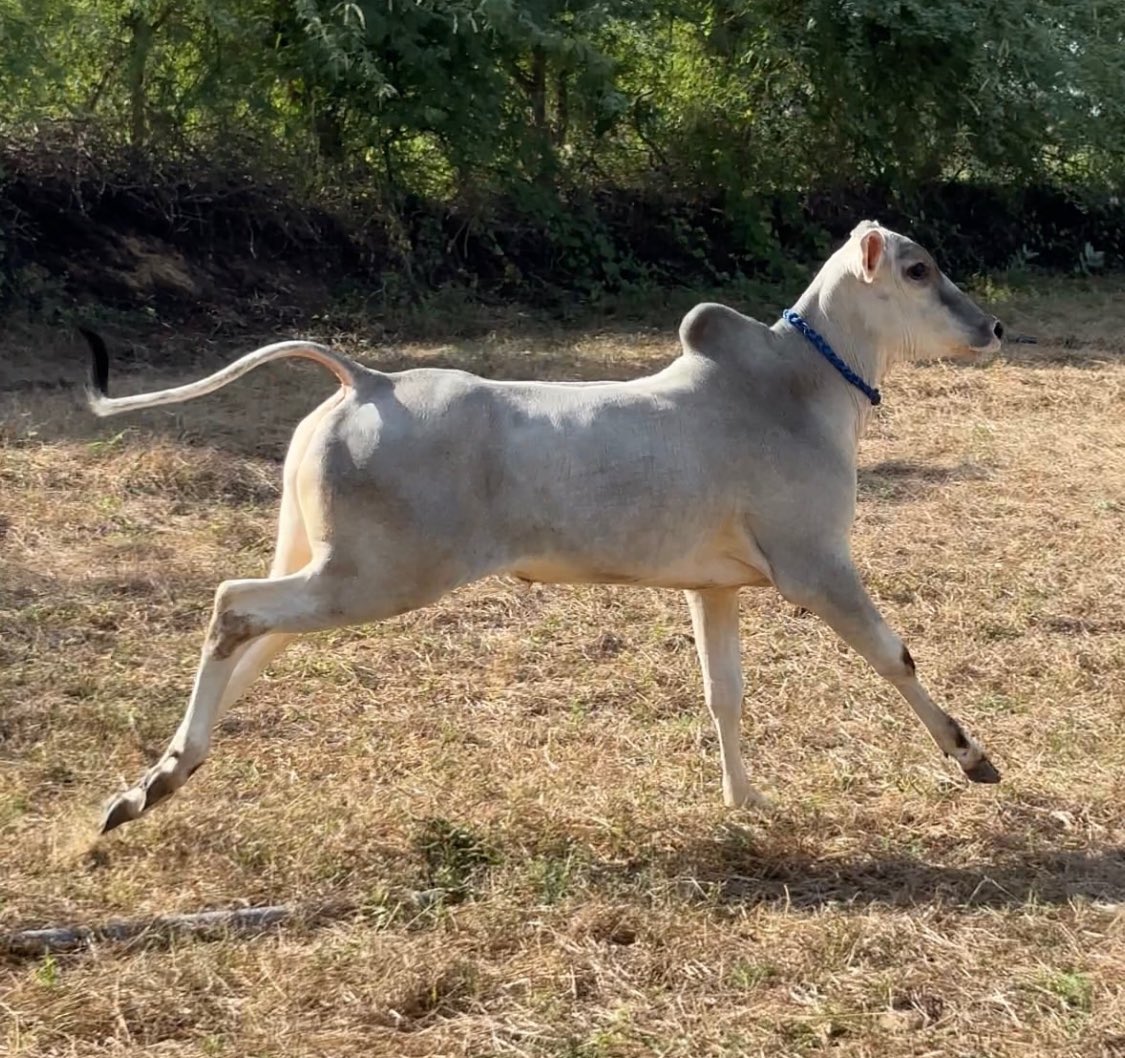 नागौरी नस्ल है किसी को वहम निकालना है तो डेगाना के माँझी गाँव जाकर देख सकते है 
रामचंद्र जी लेगा