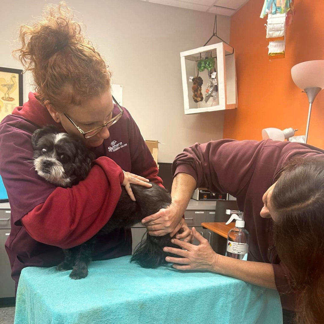MySouthernTech's tweet image. STC Vet Assisting students gain real experience caring for animals. 🐕🐈