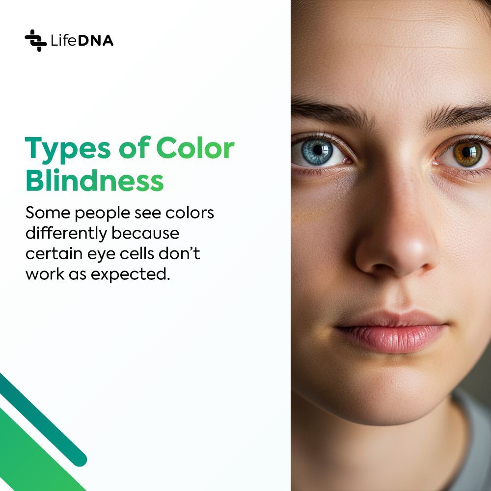 golifedna's tweet photo. Ever wonder why some people can’t tell red from green, or blue from yellow? For many, it’s more than just a simple mix-up—it’s in their DNA. Color vision depends on special cells in the eye called cone cells. When certain genes like OPN1LW and OPN1MW, which help build these cells, don’t work as expected, it can affect how red and green hues appear. These genes sit on the X chromosome—so it’s more common in men.

Whether it’s seeing red as dull brown or mistaking blue for green, color vision differences can show up in many ways. From inherited traits to age-related changes, your color perception might be more personal than you think.

Read more: https://t.co/zo4eRS6eTq

#colorblind #colors #wellness #genetics #DNA #healthylifestyle #healthandwellness #methylation