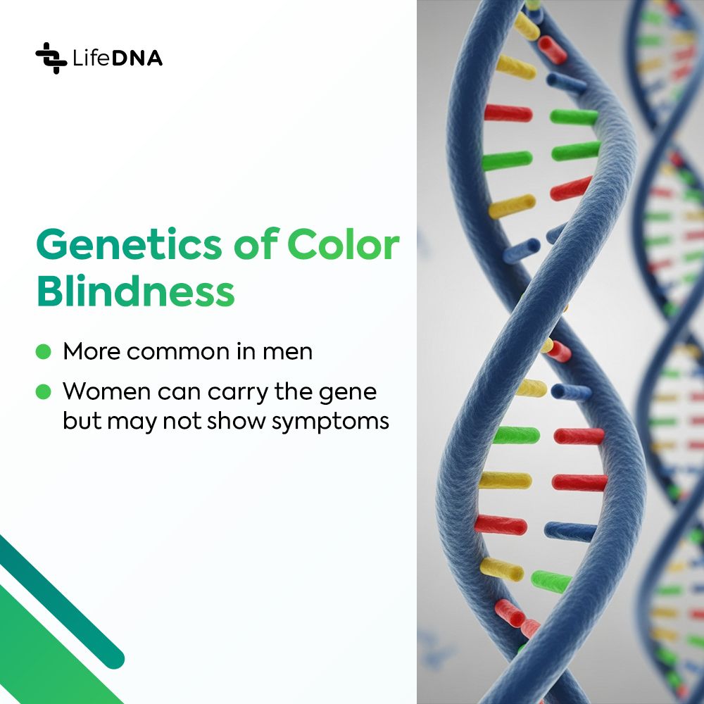 golifedna's tweet photo. Ever wonder why some people can’t tell red from green, or blue from yellow? For many, it’s more than just a simple mix-up—it’s in their DNA. Color vision depends on special cells in the eye called cone cells. When certain genes like OPN1LW and OPN1MW, which help build these cells, don’t work as expected, it can affect how red and green hues appear. These genes sit on the X chromosome—so it’s more common in men.

Whether it’s seeing red as dull brown or mistaking blue for green, color vision differences can show up in many ways. From inherited traits to age-related changes, your color perception might be more personal than you think.

Read more: https://t.co/zo4eRS6eTq

#colorblind #colors #wellness #genetics #DNA #healthylifestyle #healthandwellness #methylation