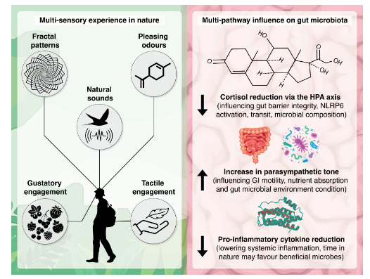 ASMicrobiology's tweet photo. #MicrobiologyMonday: Can bird song shape your microbiome? 🐦Scientists propose that interactions with nature may influence gut microbiome composition, suggesting it is shaped not just by direct microbial exposure, but by multisensory experiences. #mSystem https://t.co/tPPDLYgpJ8 https://t.co/2KbTGvxvEM