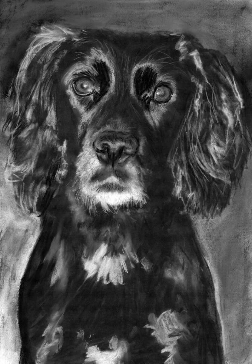 Commission a Custom Charcoal Pet Portrait dogfishart.com/products/commi… #OscarJetson #painting