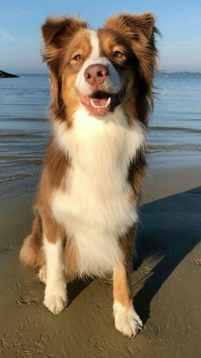 Smiles as bright as the sunshine 🌞🐶