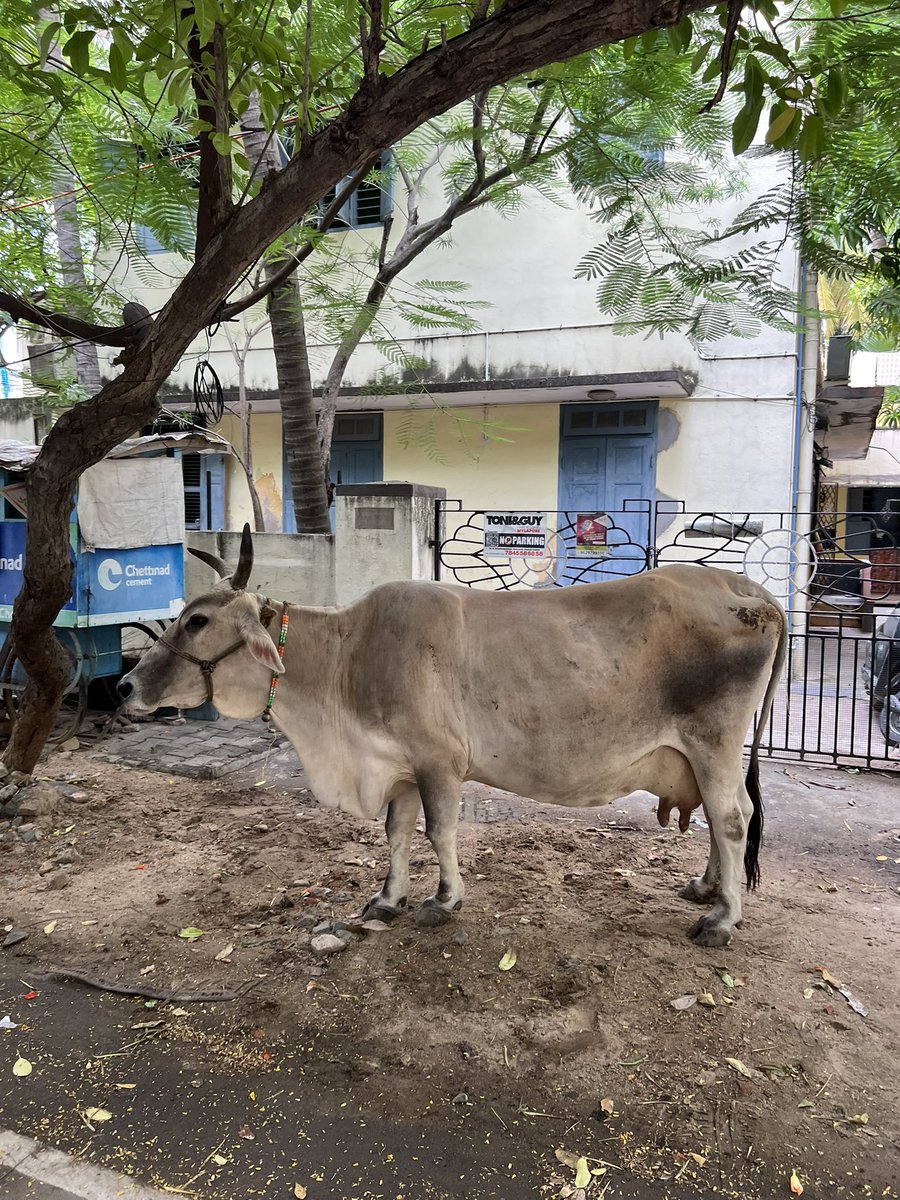 Fabiola J (@fabwrite) on Twitter photo Hello <a href="/chennaicorp/">Greater Chennai Corporation</a> this cow on 2nd Trust Link Street in #Mandaveli appears to be hurt or unwell. She’s unable to move fast, probably abandoned by her owner. Can you please rescue her? <a href="/kgbias/">Kumaragurubaran (KGB)</a> <a href="/mkstalin/">M.K.Stalin - தமிழ்நாட்டை தலைகுனிய விடமாட்டேன்</a> #Chennai Pls RT Hello <a href="/chennaicorp/">Greater Chennai Corporation</a> this cow on 2nd Trust Link Street in #Mandaveli appears to be hurt or unwell. She’s unable to move fast, probably abandoned by her owner. Can you please rescue her? <a href="/kgbias/">Kumaragurubaran (KGB)</a> <a href="/mkstalin/">M.K.Stalin - தமிழ்நாட்டை தலைகுனிய விடமாட்டேன்</a> #Chennai Pls RT