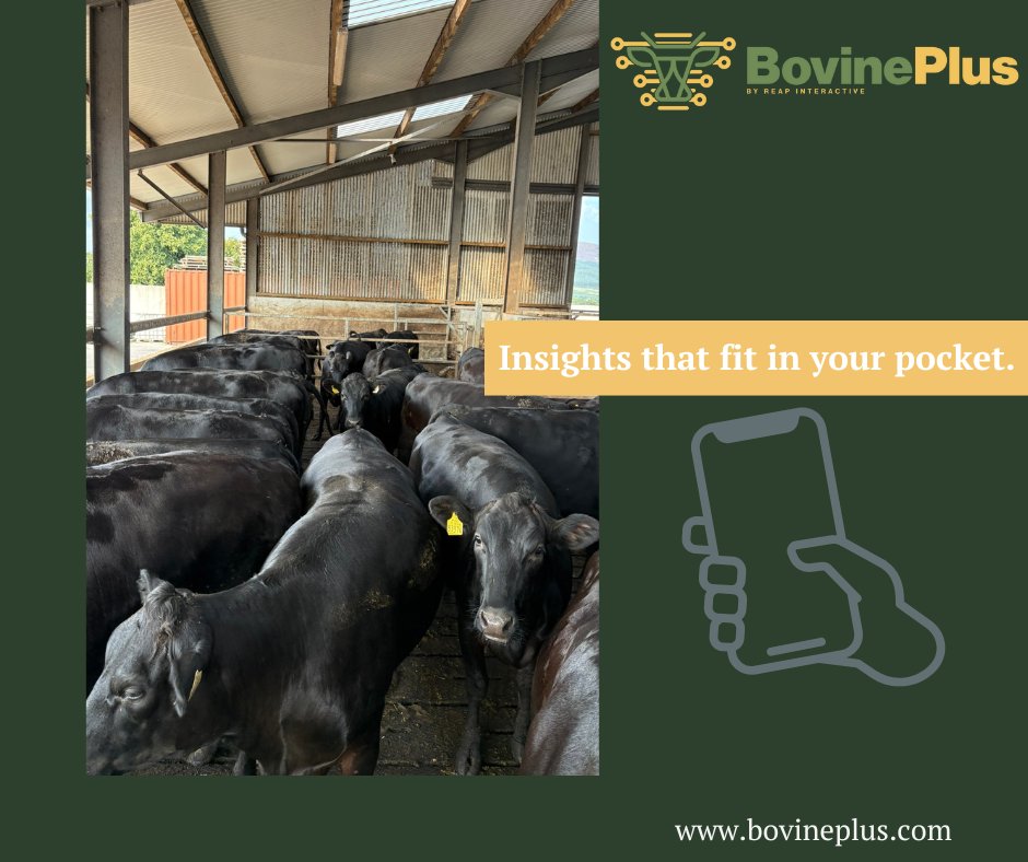Insights that fit in your pocket. 📱🐄
With BovinePlus, all your herd’s growth, health, and efficiency data is available anytime, anywhere — right from your phone. No more guesswork, just smarter decisions on the go.
#BovinePlus #SmartFarming #AgTech #EveryKiloCounts