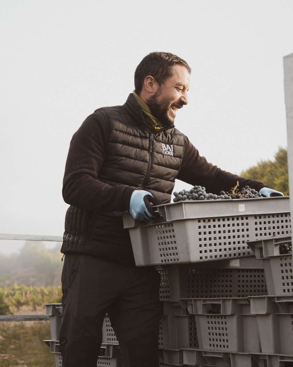 Este año las viñas nos están regalando una vendimia extraordinaria. La calidad de la uva que estamos recogiendo promete grandes vinos.
-
This year, the vines are giving us an extraordinary harvest. The quality of the grapes we are picking promises great wines.