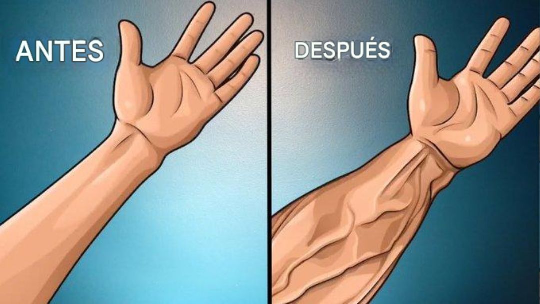 4 EJERCICIOS para AUMENTAR el TAMAÑO y la FUERZA del ANTEBRAZO :

-  🧵 -