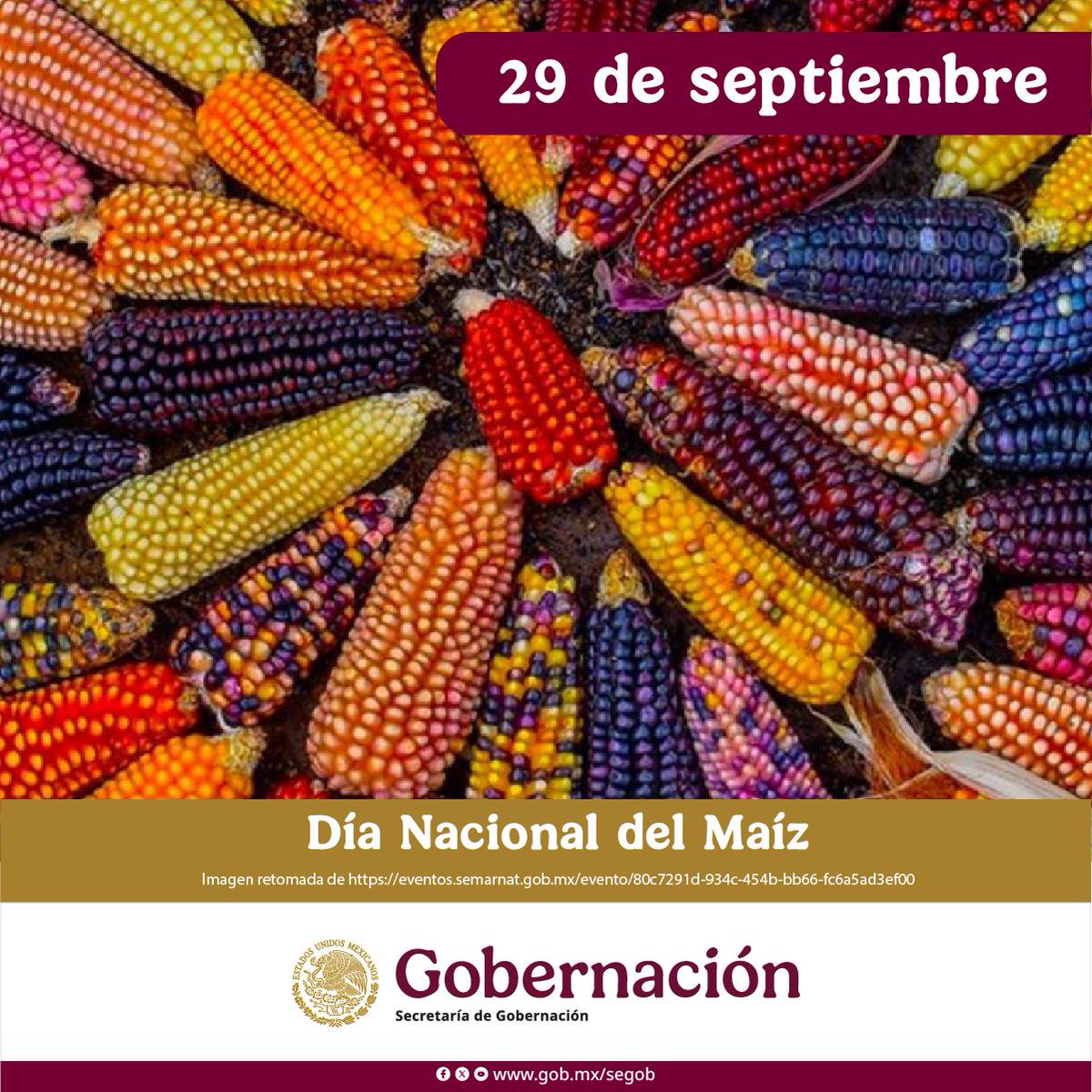 El 29 de septiembre celebramos el Día Nacional del Maíz, semilla sagrada que, según la tradición mesoamericana, dio vida a los primeros hombres.
El maíz es origen, sustento y orgullo de nuestra nación. 🌽