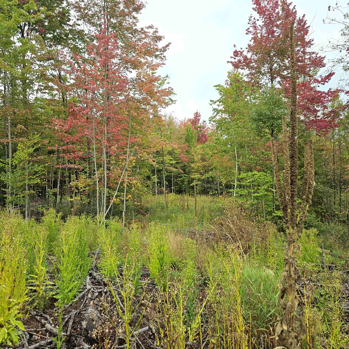 MIoutdoorProprt's tweet photo. Approximately 40 acres of #hunting / recreational land located on a paved road 3 miles west of Hale. The #property is well suited for wildlife as it is set between agricultural fields to the east and north, and heavy forest to the west. https://t.co/L3l2iMTUjD https://t.co/vw36Xn5mY1