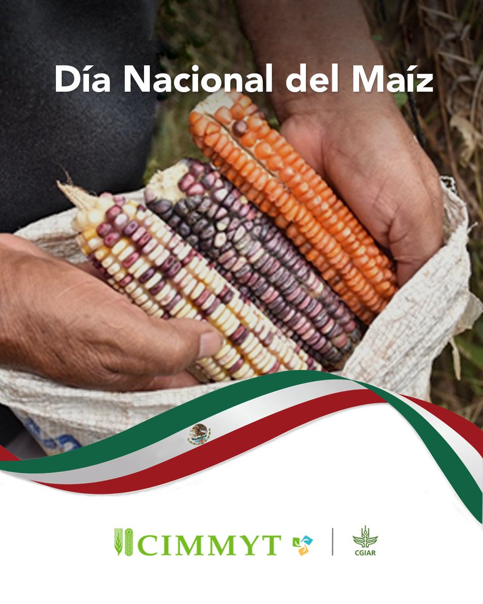 bramaccimmyt's tweet photo. 🌽¡Hoy es #DíaNacionalDelMaíz en #México!
En @CIMMYT celebramos este grano que es identidad y futuro. Invertir en maíz es creer en 🇲🇽, mantener su cultura milenaria y encarar retos climáticos con ciencia que hace sustentables los sistemas agroalimentarios.
https://t.co/cItCbj0trE https://t.co/KfjjHszV6t