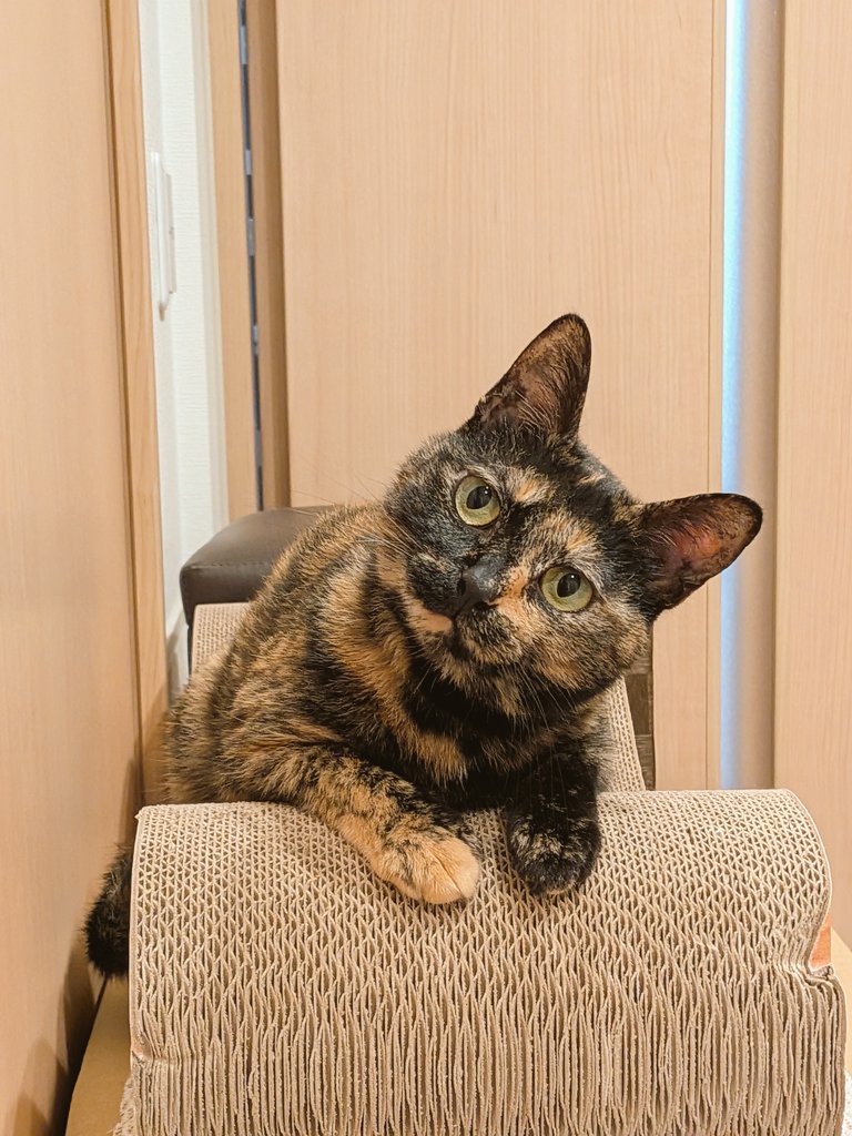 みみみ様 みみみちゃん (@mimimi______64) / X