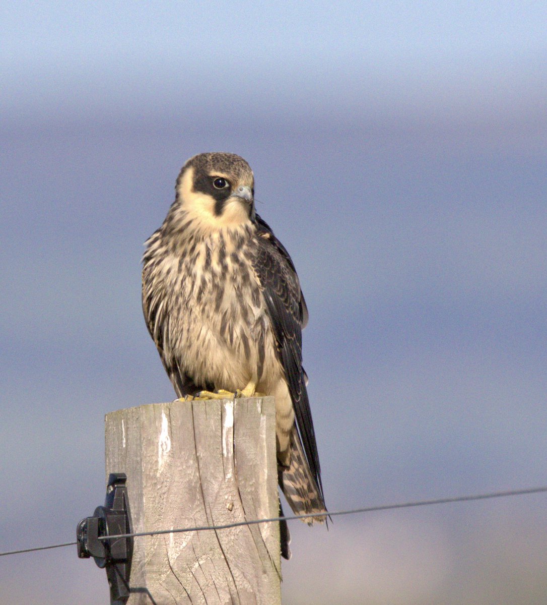 A beautiful surprise today — a juvenile hobby landed right in front of me, offering an incredible close view. Moments like this are a reminder of how special it is to share space with nature. #hobby #birdsofprey