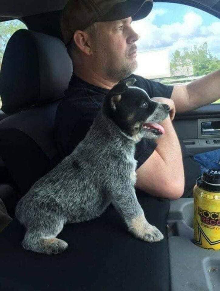 𝕏 Dogs tweet media