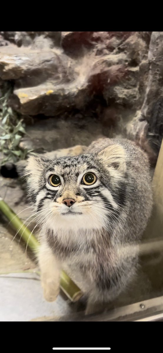 ♪♪♪ tweet media