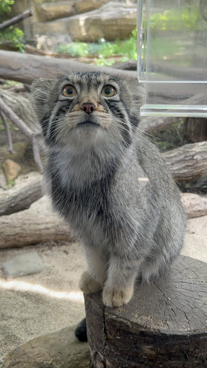 ♪♪♪ tweet media