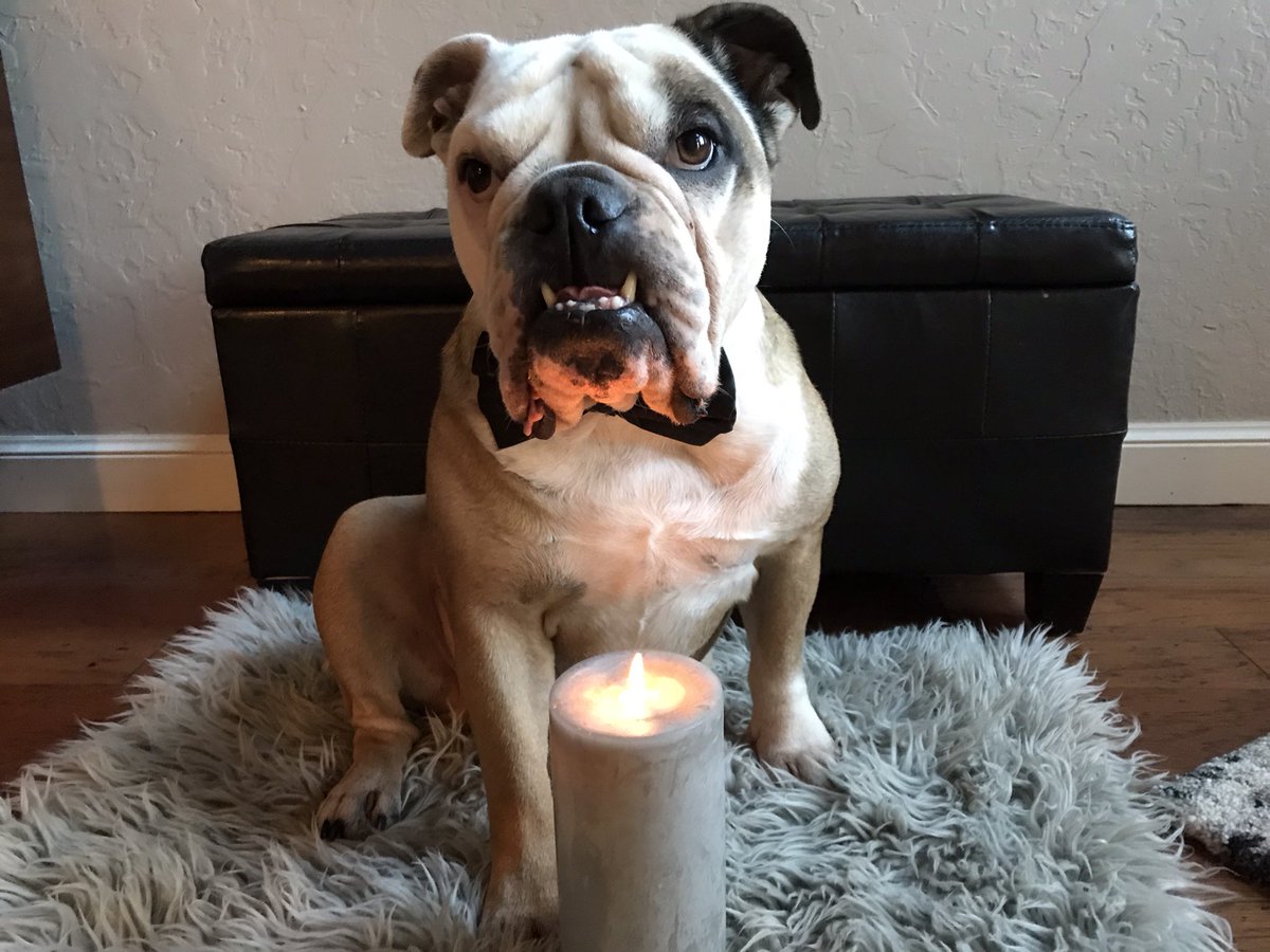 Lighting my candle to honor Roscoe <a href="/LewisHamilton/">Lewis Hamilton</a> 
😢💔