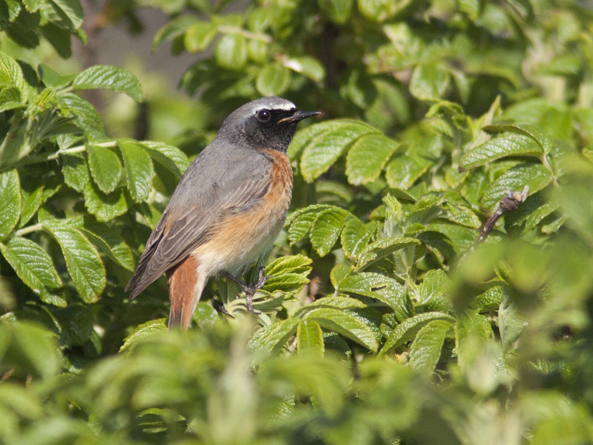 Nu terug te kijken het BoerenNatuur Kennisuur over de gekraagde roodstaart. Spreker Ernst Oosterveld, dook in de ecologie van de gekraagde roodstaart. Hoe gaat het met ze in ons land? Plus praktische beheertips. Kijk het nu! youtu.be/zmtzg_VMf98
Beeld: Saxifraga-Mark Zekhuis