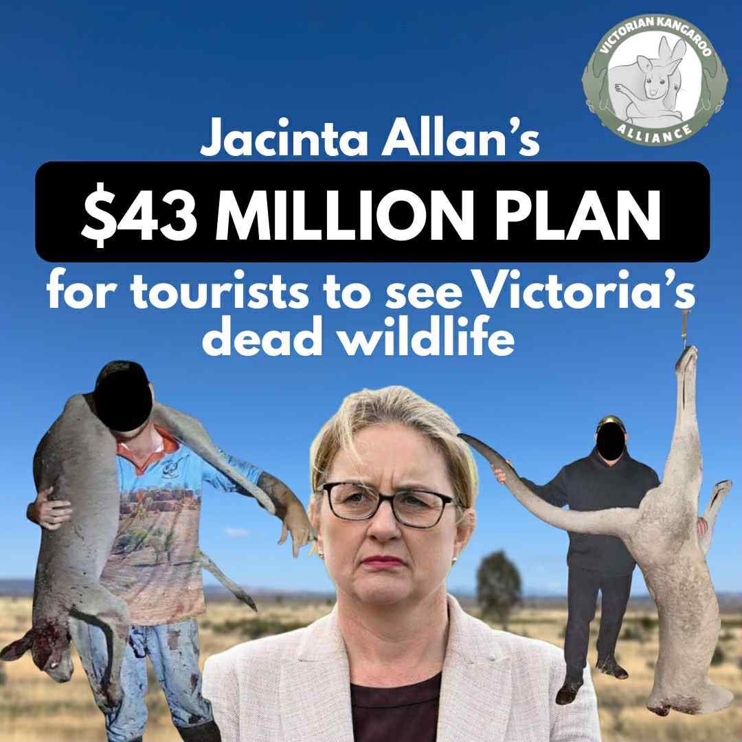 ⚠️GRAPHIC⚠️ VISIT VICTORIA - ‘THE DEAD WILDLIFE’ STATE

<a href="/JacintaAllanMP/">Jacinta Allan</a>’s recent jaunt to China lead to her $43 mil ‘Every Bit Different’ tourism plan, promising tourists ‘unique wildlife experiences’.

What would they think of the horrifying reality?

#tourismaustralia #wildlife