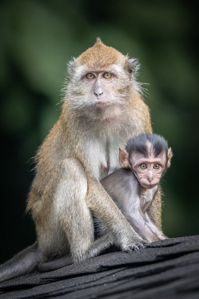 BP_Chua's tweet image. Long-tailed Macaque
#monkey #primate #macaque #animal #wildlife #nature #photography