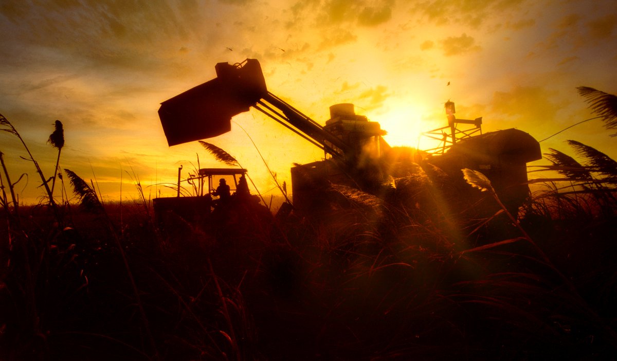 sugaronline's tweet image. #SUGAR NEWS #USA 🇺🇸: Texas government announces revival of cane sugar refining capacity in the state: sugaronline.com/2025/09/29/us-…. Join us today to read the full story! #commoditiestrading #softcommodities #sugarindustry #sugarcane