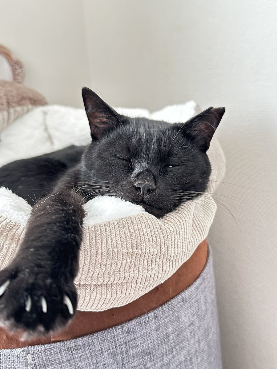 黒猫 on X: 
