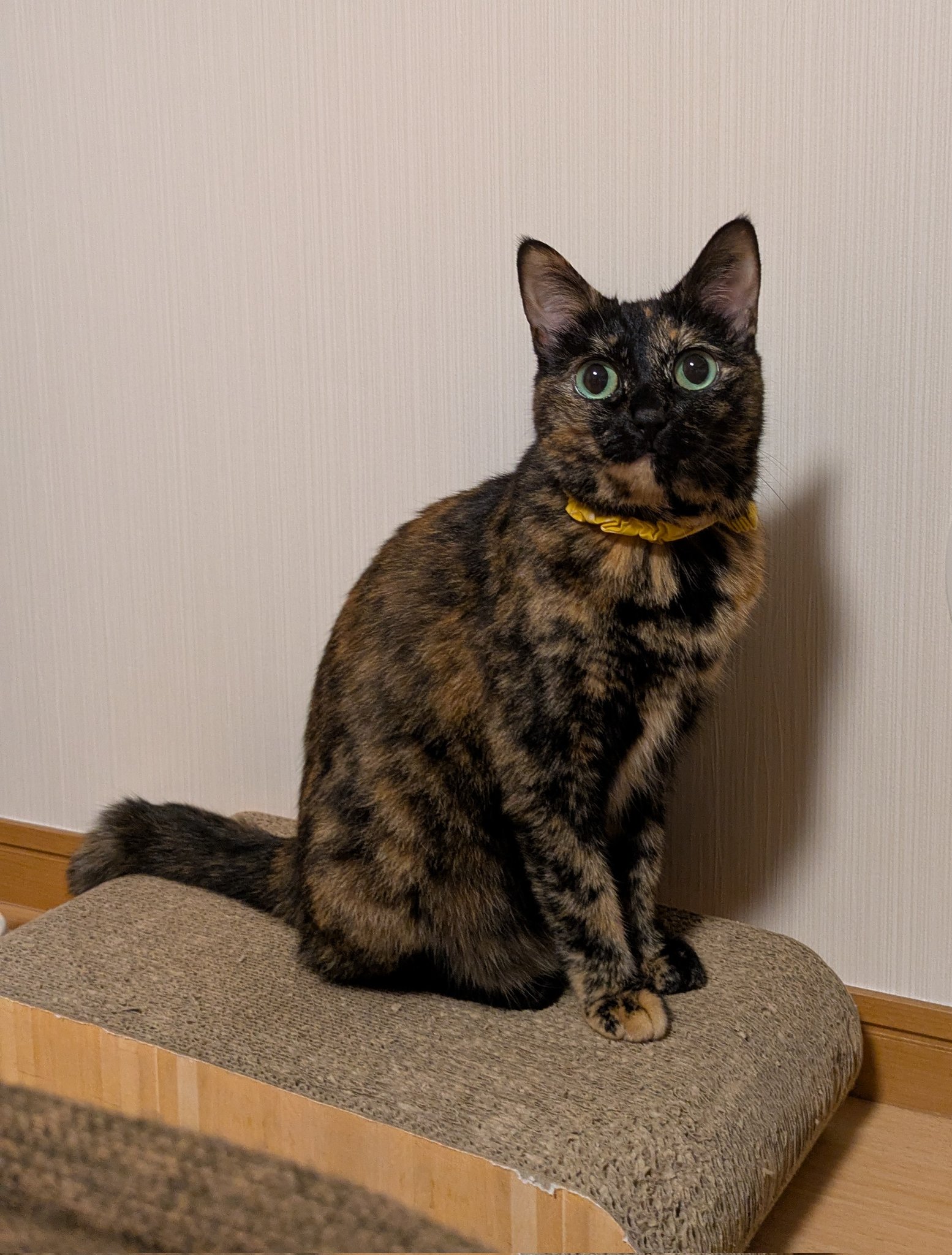 真は錆猫が好き 真は錆猫が好き 🐈＋🤖＝？ #gundamcat #mobilesuitgundam