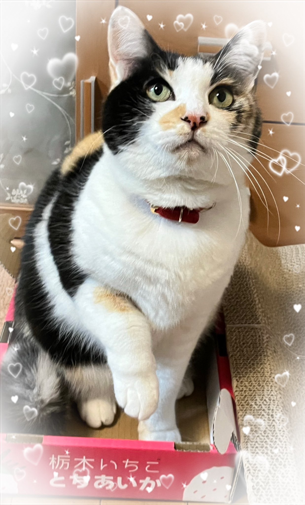 三毛猫♡ おあげ🍘 on X: 