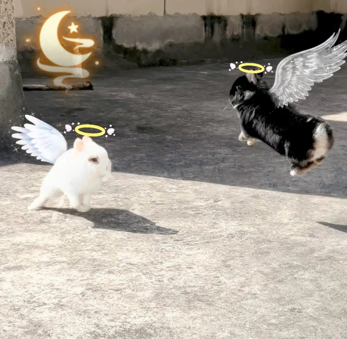 Why you should have a rabbit (@shouldhaverabit) on Twitter photo 