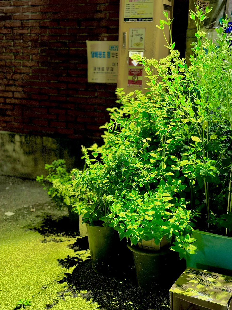 초록색 조명을 받은 잎들이 아름다워서