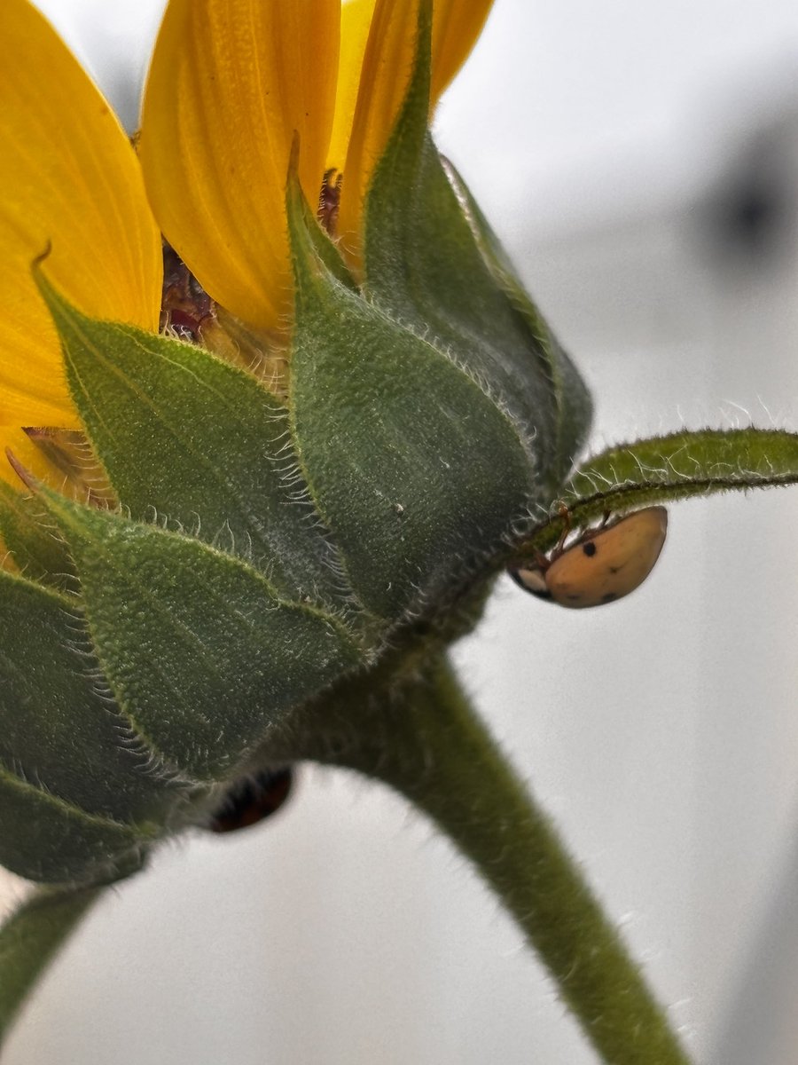 blackbirdpeeja's tweet image. Ladybug rager today at House Balckbird.

🐞🐞🐞
#ladybug 
#gardenphotography