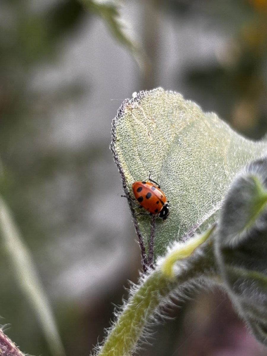 blackbirdpeeja's tweet image. Ladybug rager today at House Balckbird.

🐞🐞🐞
#ladybug 
#gardenphotography