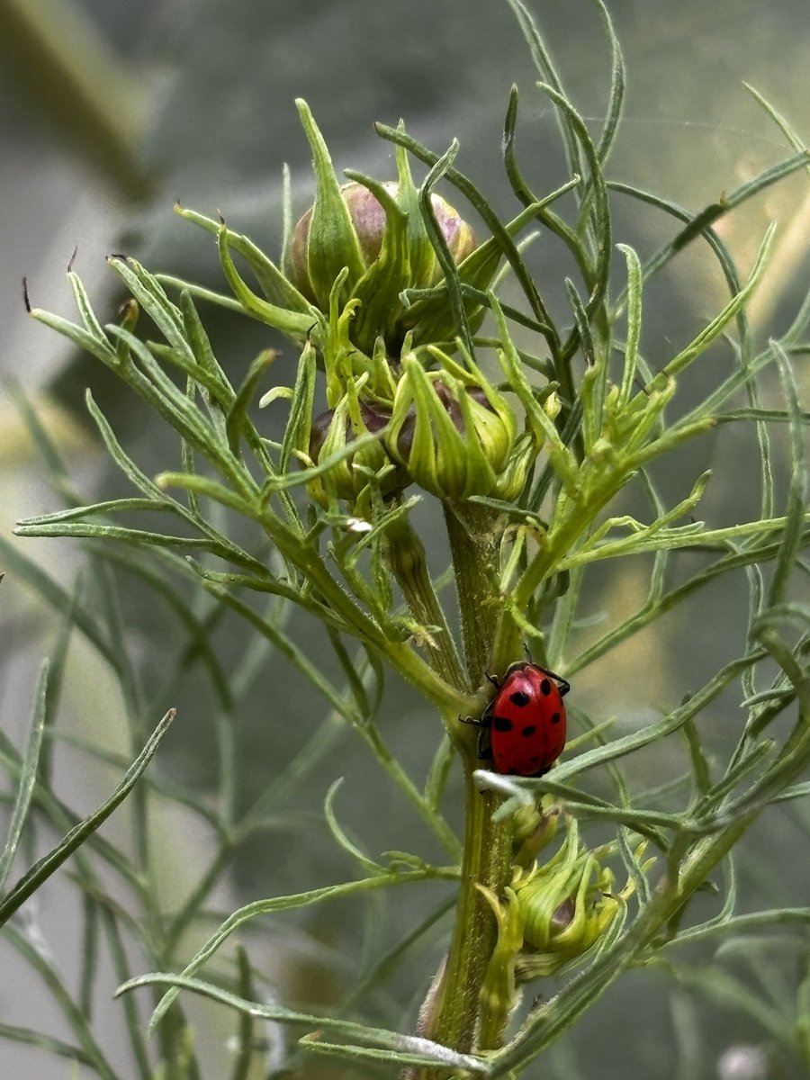 blackbirdpeeja's tweet image. Ladybug rager today at House Balckbird.

🐞🐞🐞
#ladybug 
#gardenphotography