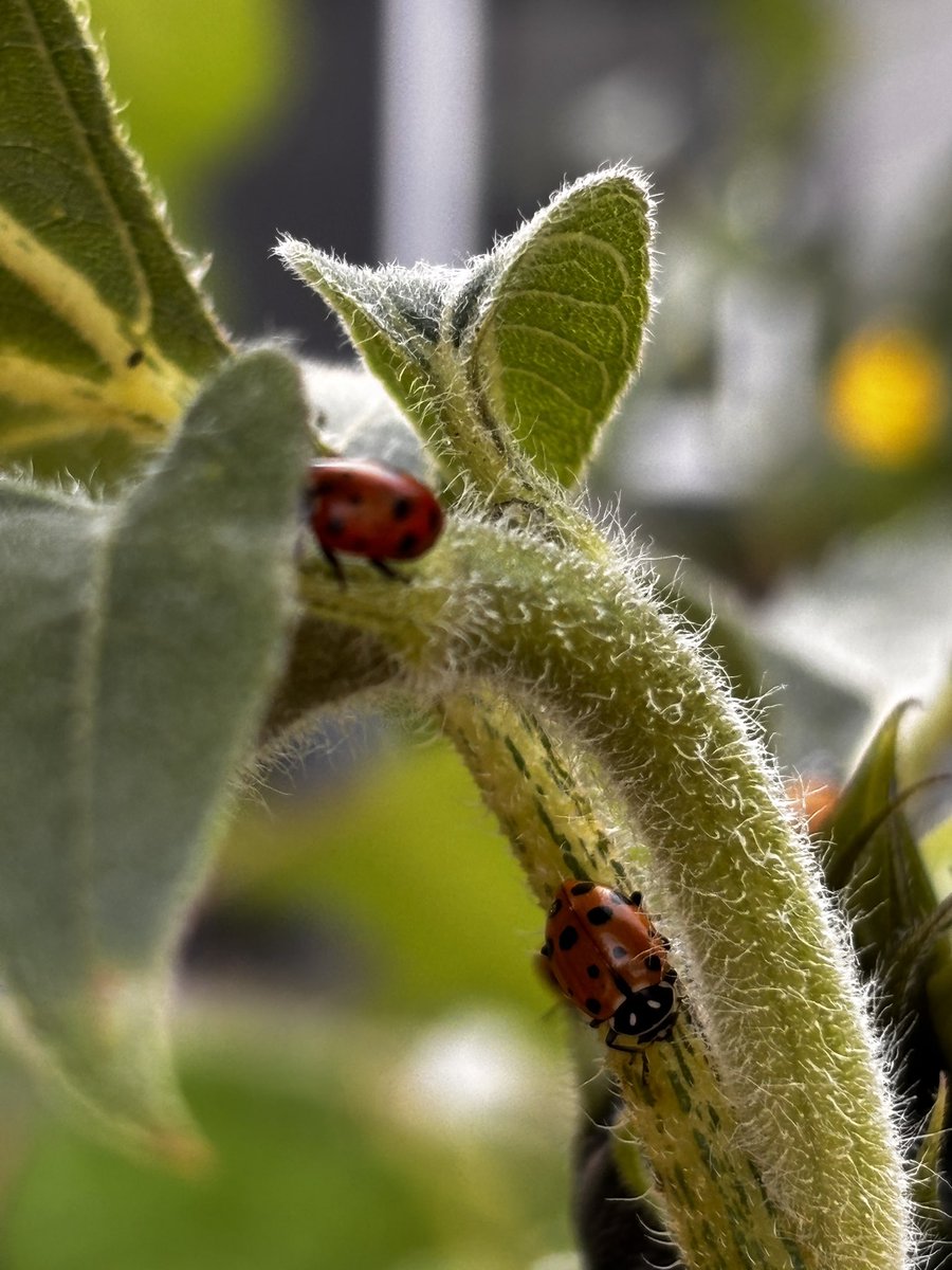 blackbirdpeeja's tweet image. Ladybug rager today at House Balckbird.

🐞🐞🐞
#ladybug 
#gardenphotography