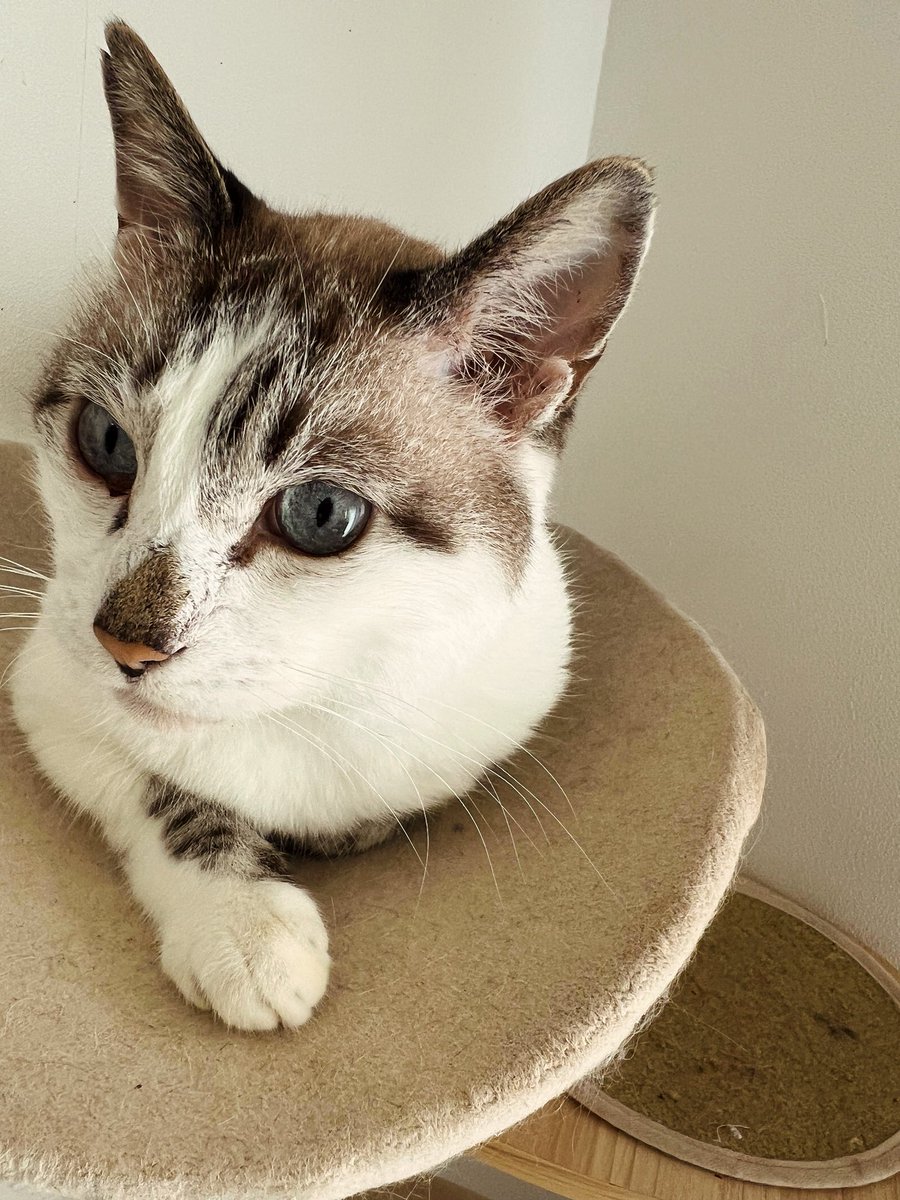 今夜はキタニタツヤのサポートで、TBS「CDTV ライブ！ライブ！」に出演