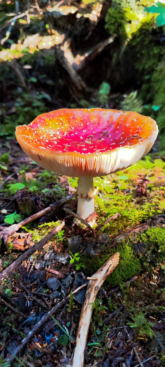 Şirinleri bulmama az kaldı. 😍