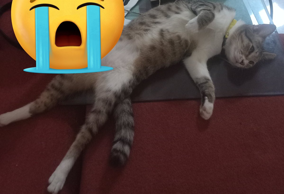 meoww tweet media