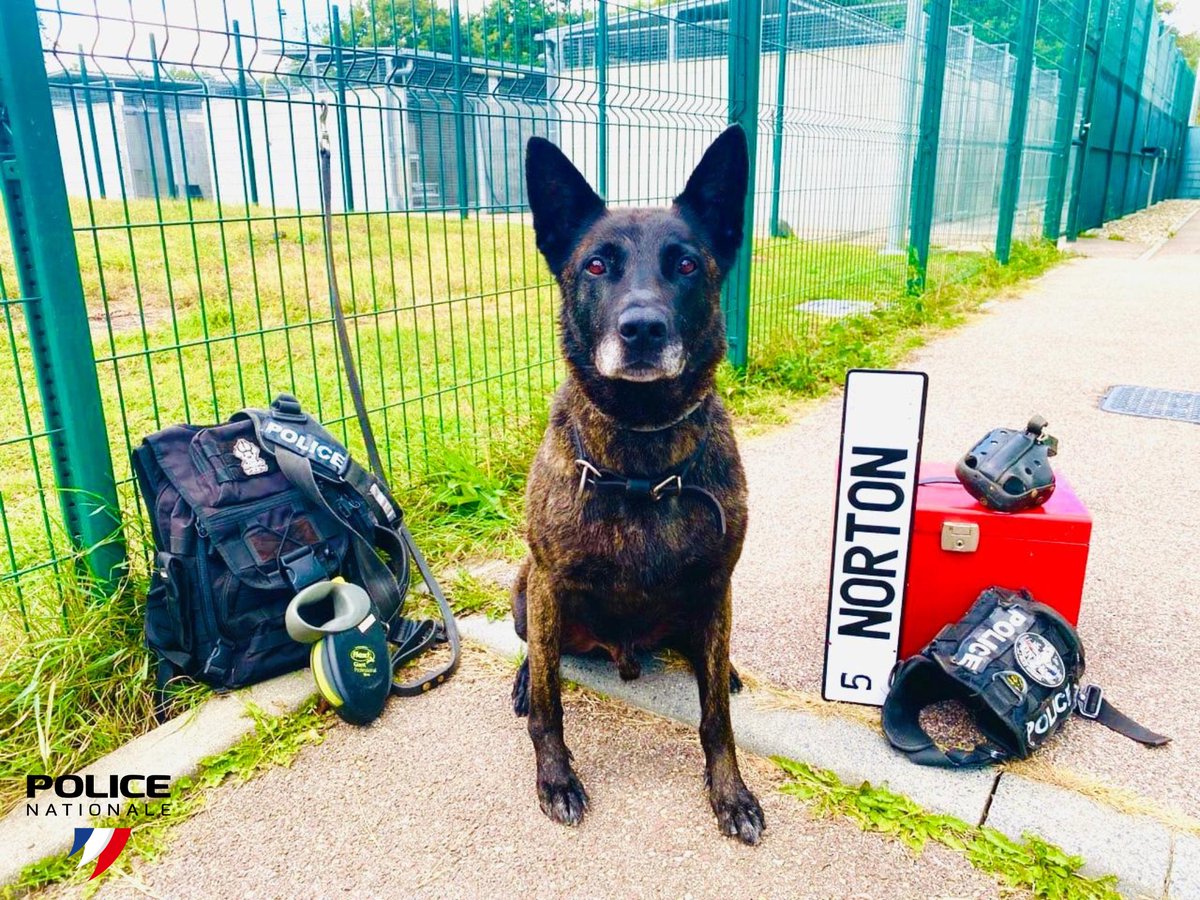 PoliceNat76's tweet image. #Policier | Une bonne retraite bien méritée pour Norton, fidèle compagnon à quatre pattes #PoliceNationale #SeineMaritime🐶👮‍♂️ 
Courageux, loyal et toujours prêt à intervenir, Norton va désormais profiter de longues siestes, de balades tranquilles et de câlins à volonté 🦴💙