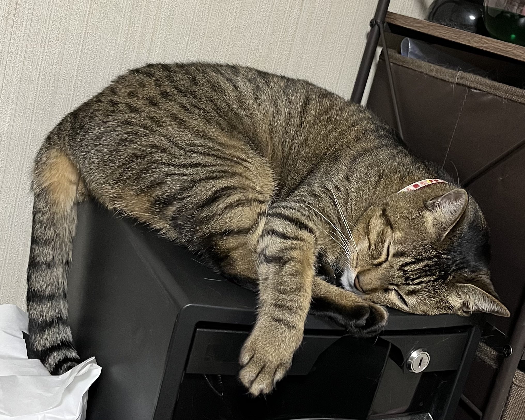 猫C 最終値下げしました！ B03-049.png