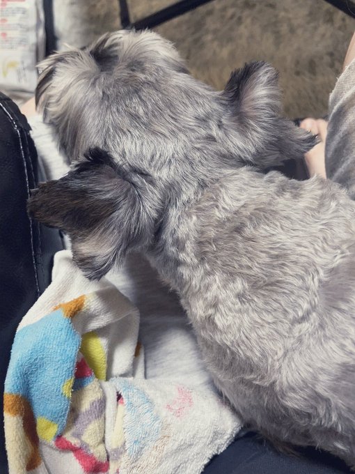 ずっとくっついてきて動けないどす🐶
体温高くてあっっっついどす🫠 