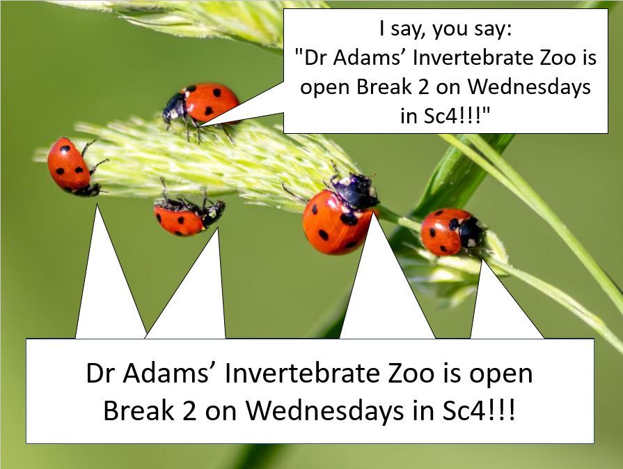 St. Luke's C of E School (@stlukescofe) on Twitter photo 🪲🐞 Amazing Turnout! 🐞🪲
We had an incredible 30 students join us at Break on 17th September for Dr Adam’s Invertebrate Zoo! A big thank you to Dr Adam for such an engaging session – and to all the students who came along with so much enthusiasm! 🙌 🪲🐞 Amazing Turnout! 🐞🪲
We had an incredible 30 students join us at Break on 17th September for Dr Adam’s Invertebrate Zoo! A big thank you to Dr Adam for such an engaging session – and to all the students who came along with so much enthusiasm! 🙌