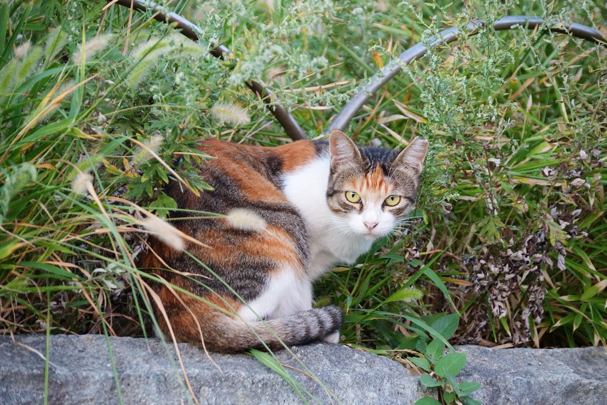 ねこー いちじくのせ猫 241106 - YouTube