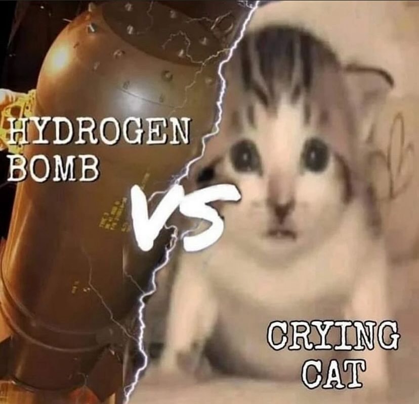 Punch Cat (@punchingcat) on Twitter photo 