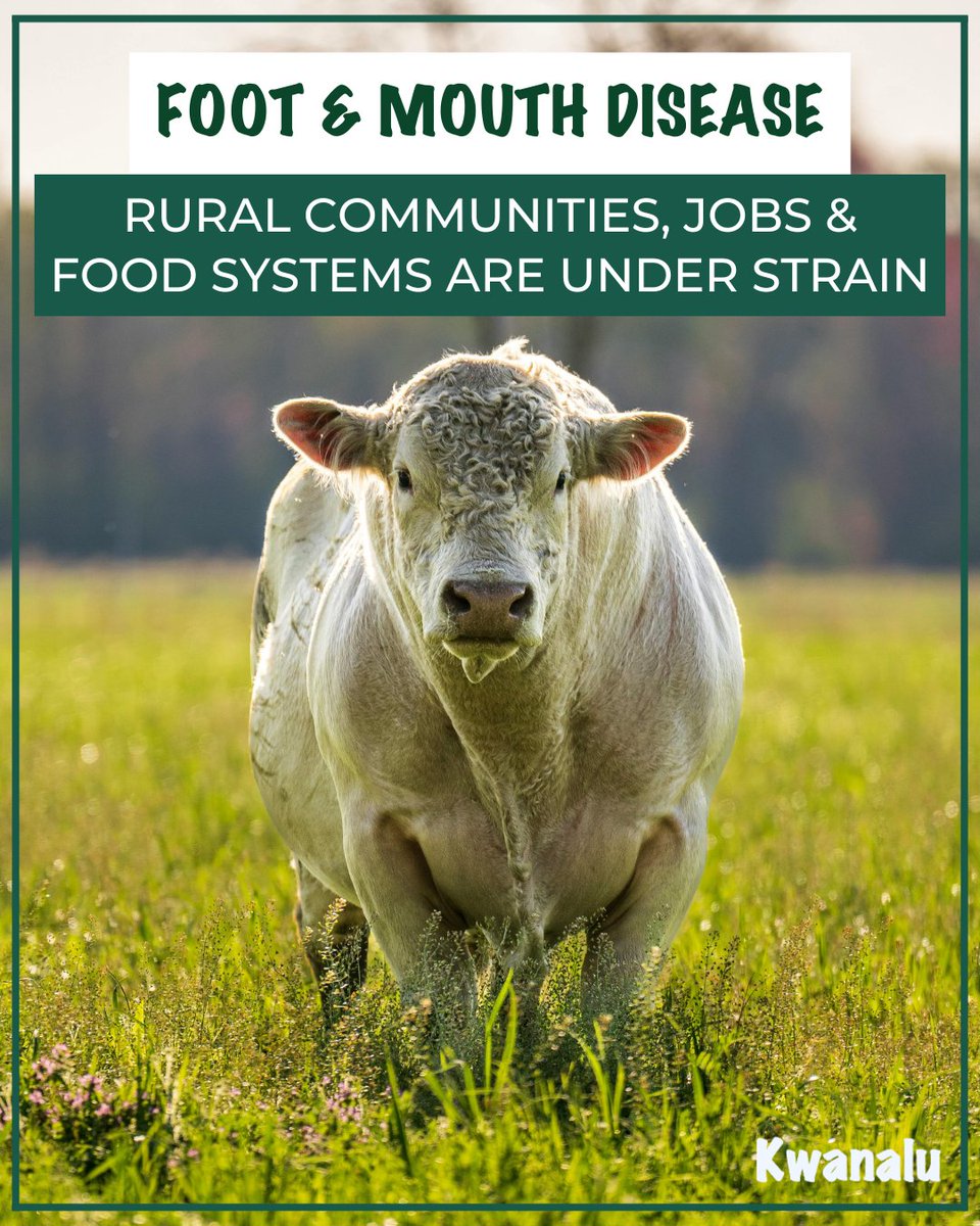 📢 #FootAndMouthDisease (#FMD) isn’t just a #livestock health concern – it’s threatening jobs, businesses &amp; entire rural #economies. 🚨 #Kwanalu continues to advocate for practical interventions that stabilise the sector while protecting livelihoods.
