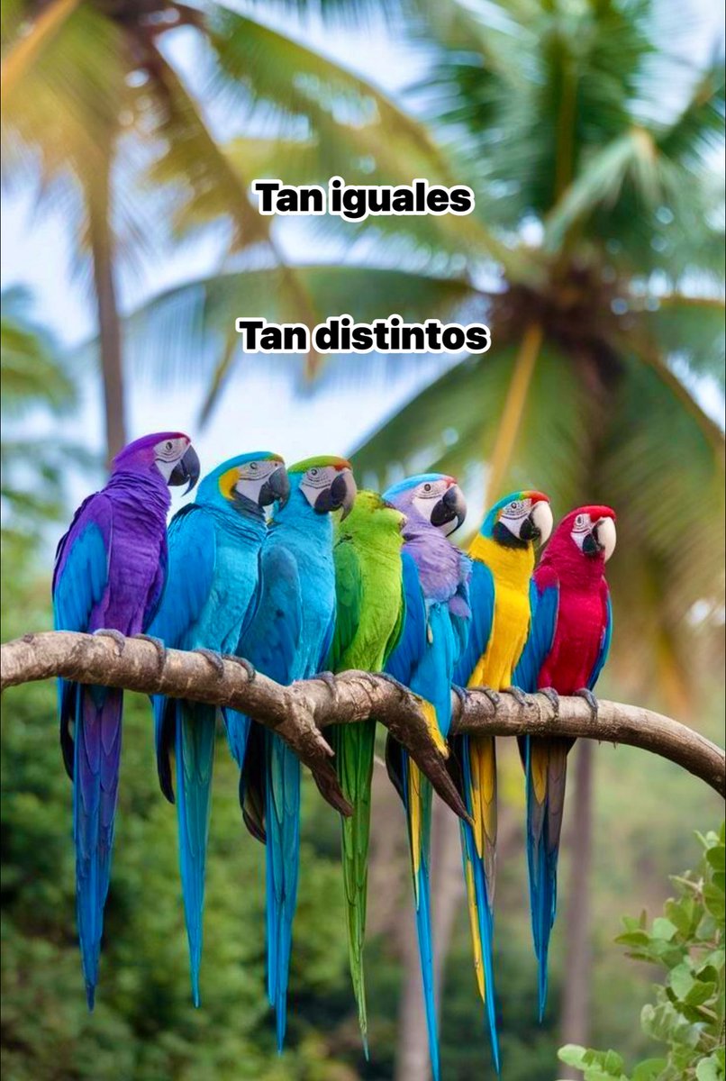 Ignacioirujo's tweet photo. #Iguales #Distintos #Nature #Naturaleza #Loros #Colors #Aves #Birds #Equals #Different #Colores #Parrots https://t.co/IRsU391Irp