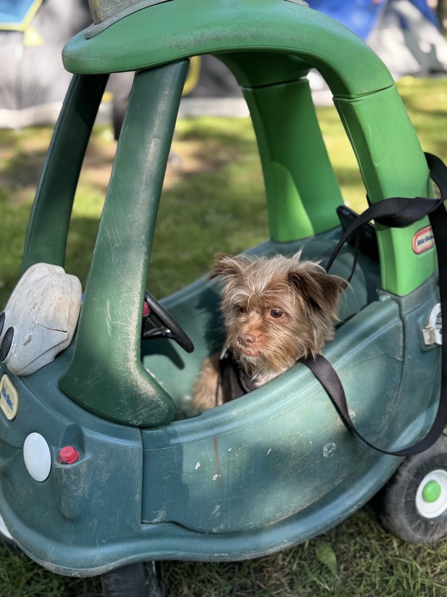The stalwart seven Dufferin Grove Encampment residents set right back up after <a href="/cityoftoronto/">City of Toronto 🇨🇦</a>’s violent attack and fencing operation Friday

Today, the Encampment Office is on site counting supporters and openly discussing calling the cops

Officially DGE Response: